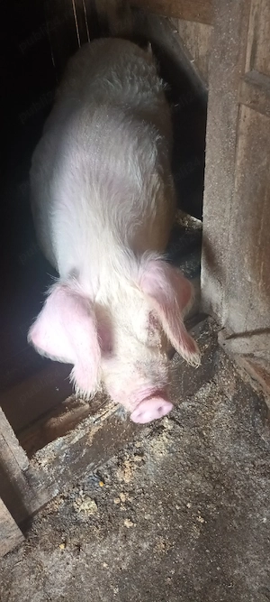 Vand vier ! - imagine 3