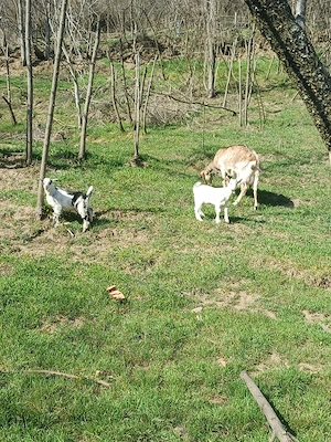 Iezi de vânzare pentru Sărbători