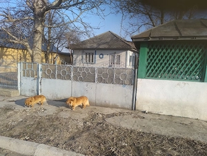 Casă de vânzare în Bivolari, jud. Iași   3 camere, teren 1152 mp - imagine 7