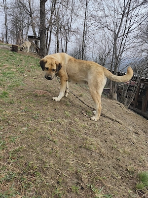 Cățea de kangal cuminte