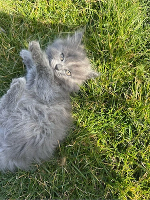    Puiuți Scottish Fold & British Longhair își caută căsuțe iubitoare!   