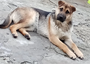 Ciobanesc german pui de 5 luni fetiță 