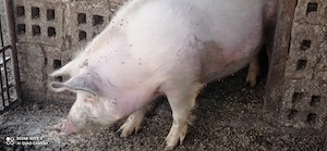 Porc  de vânzare 