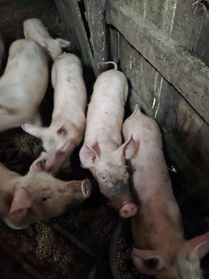 vand purcei crescuti bio - imagine 2