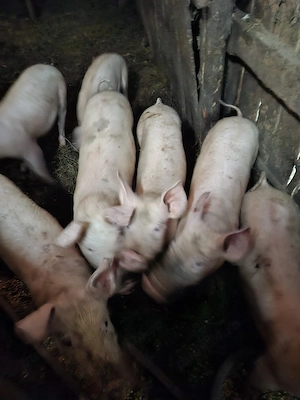 vand purcei crescuti bio - imagine 3