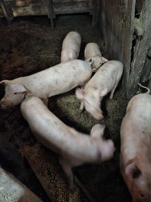 vand purcei crescuti bio - imagine 4