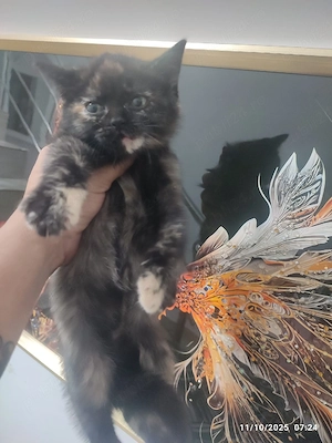 British Bicolor frumosi - imagine 3