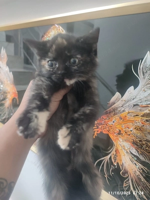 British Bicolor frumosi - imagine 2