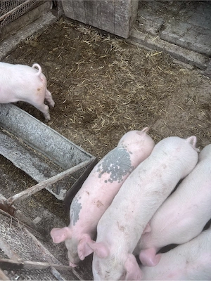 vand porci  - imagine 2