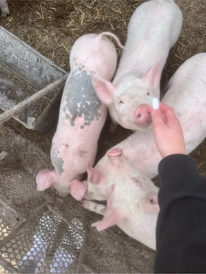 vand porci  - imagine 3