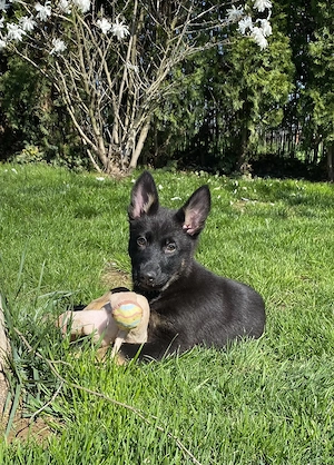 Pui ciobănesc german cu pedigree linie de lucru 