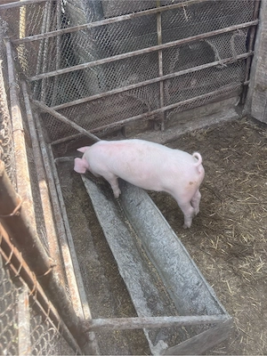 vand porci  - imagine 4