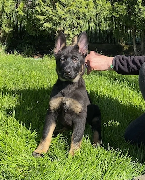 Pui ciobănesc german cu pedigree linie de lucru  - imagine 3