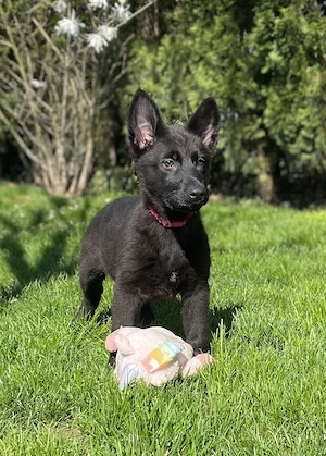 Pui ciobănesc german cu pedigree linie de lucru  - imagine 4