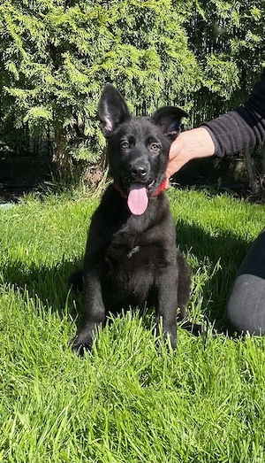 Pui ciobănesc german cu pedigree linie de lucru  - imagine 6