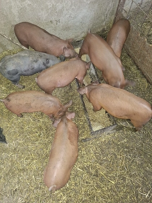 de vanzare - imagine 2