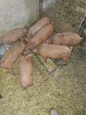 de vanzare - imagine 3