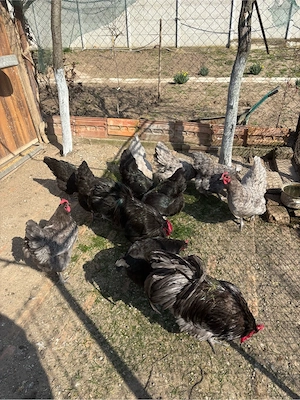 pui de gaina australorp