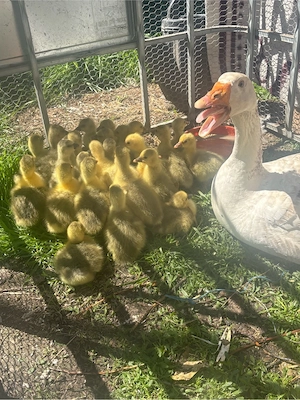 vand boboci de gasca 