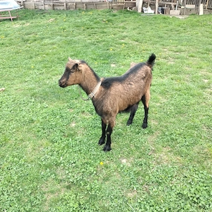 Vînd o capră și o iadă 