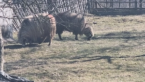 Miei si oi foarte bine intretinute de vanzare  - imagine 3