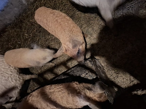 Vand purcei  rasa mangalita 