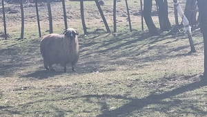 Miei si oi foarte bine intretinute de vanzare  - imagine 4