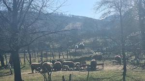 Miei si oi foarte bine intretinute de vanzare  - imagine 2