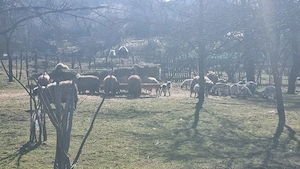 Miei si oi foarte bine intretinute de vanzare  - imagine 5