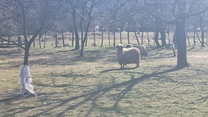 Miei si oi foarte bine intretinute de vanzare 