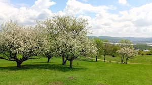 Teren intravilan  1000 mp  - zona exclusivista ! - imagine 5