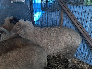 Oaie tânără de pastrama  - imagine 2