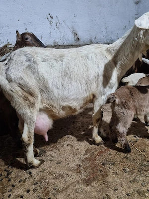 Vând două oi cu tot cu miei și două capre - imagine 5