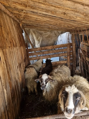 Vând două oi cu tot cu miei și două capre - imagine 3