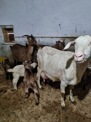 Vând două oi cu tot cu miei și două capre