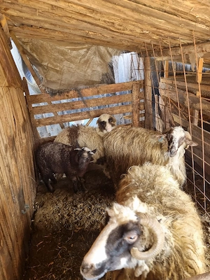 Vând două oi cu tot cu miei și două capre - imagine 2