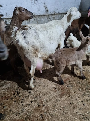 Vând două oi cu tot cu miei și două capre - imagine 4