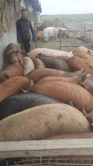 porci si soldani 