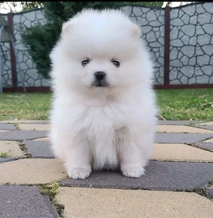 Pomeranian talie mică 