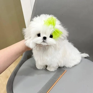 bichon maltez mini toy Perfect 