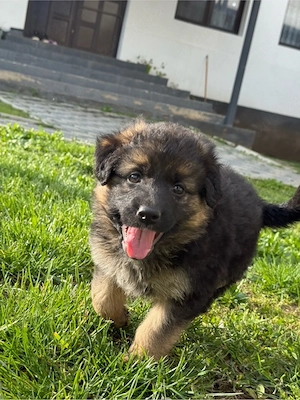 femela ciobanesc german