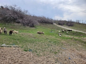 miei pentru paște - imagine 2