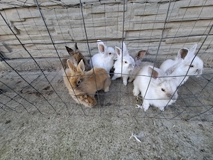 Vand iepuri tineri  - imagine 4