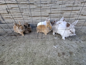 Vand iepuri tineri  - imagine 5