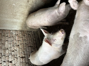 Porci crescuți la țară  - imagine 2