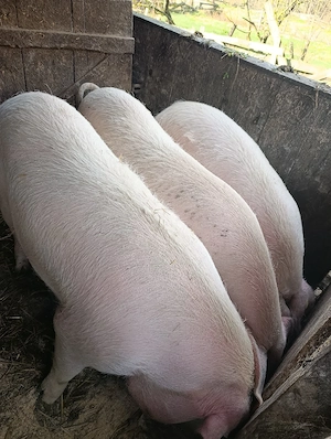 Porci   de vânzare 