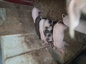 Purcei de vanzare  - imagine 5