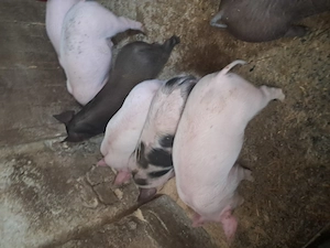 Purcei de vanzare  - imagine 3