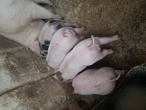 Purcei de vanzare  - imagine 2