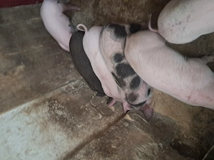 Purcei de vanzare  - imagine 4